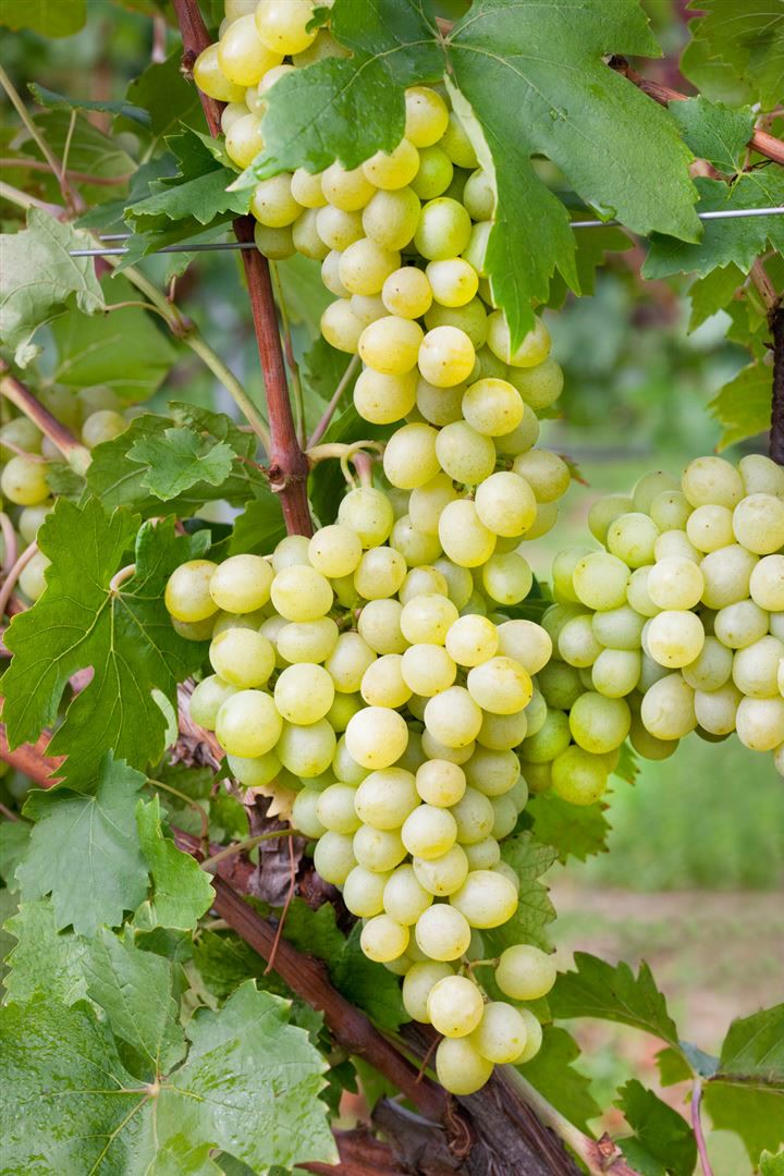 Vitis vinifera 'Unio', Weinrebe, 80&ndash;100 cm 