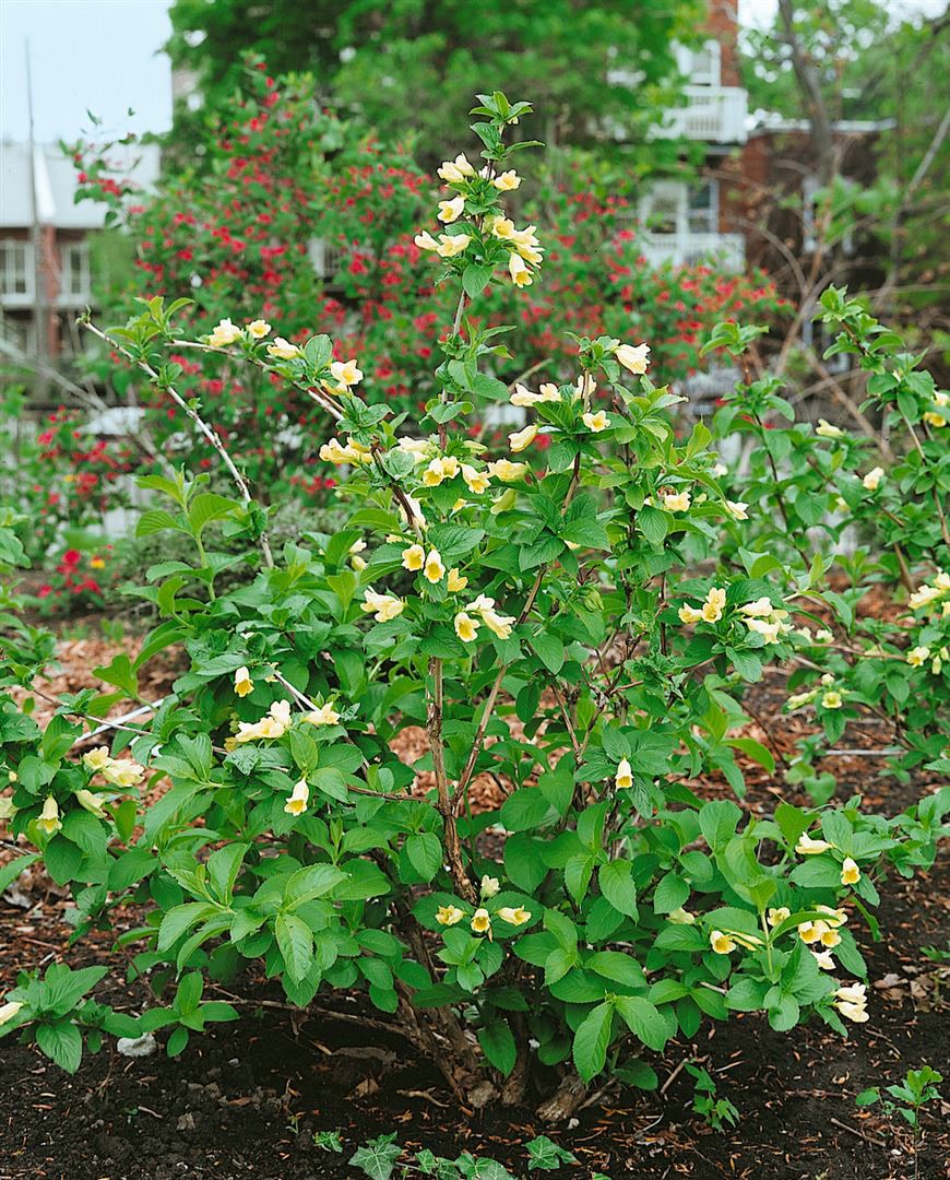 Weigela middendorffiana, gelb bl&uuml;hend, 60&ndash;100 cm 