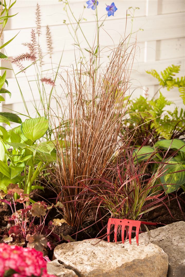 Carex buchananii, Fuchsrote Segge, ca. 2 Liter Container 