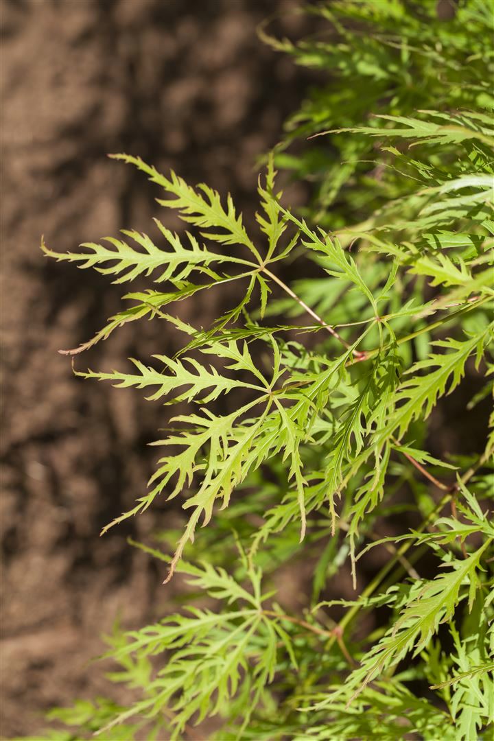 Acer palmatum 'Dissectum Viridis', Gr&uuml;ner F&auml;cherahorn, 30&ndash;40 cm 