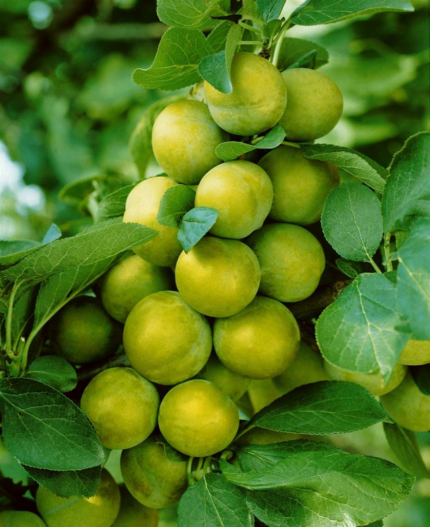 Prunus domestica 'Quillins Reneklode', Reneklode, 150&ndash;200 cm 