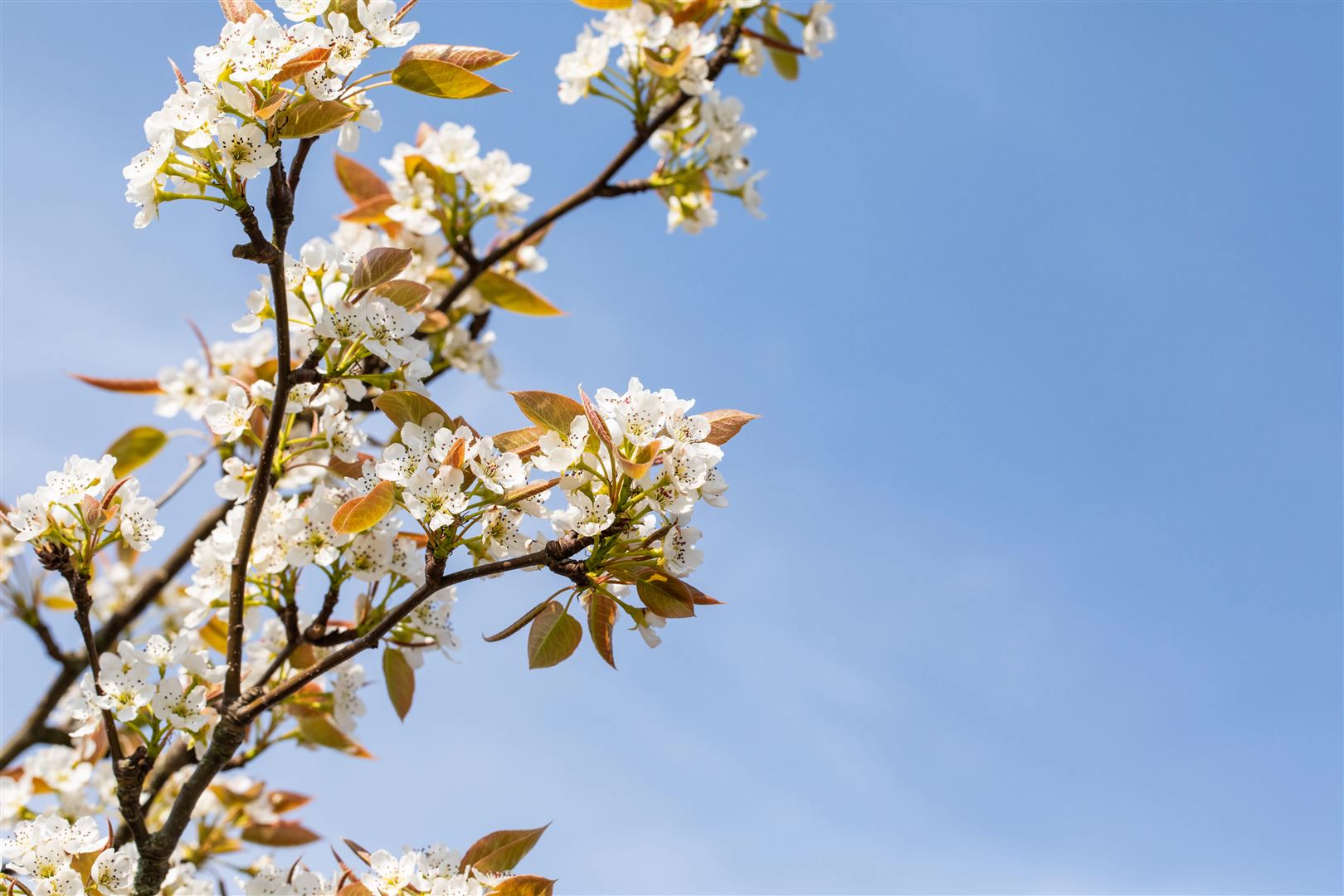 Pyrus pyrifolia 'Kumoi', Nashi-Birne, 150&ndash;200 cm, saftig-s&uuml;&szlig; 