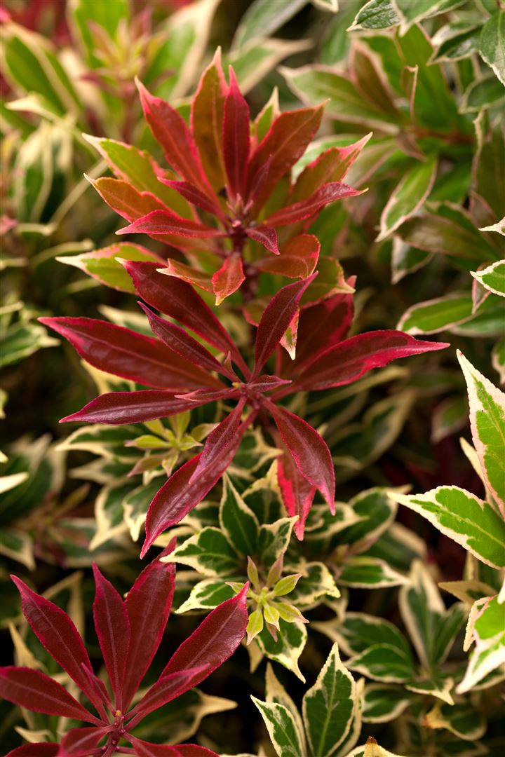 Pieris japonica 'Flaming Silver', Japanische Lavendelheide, 20&ndash;25 cm 