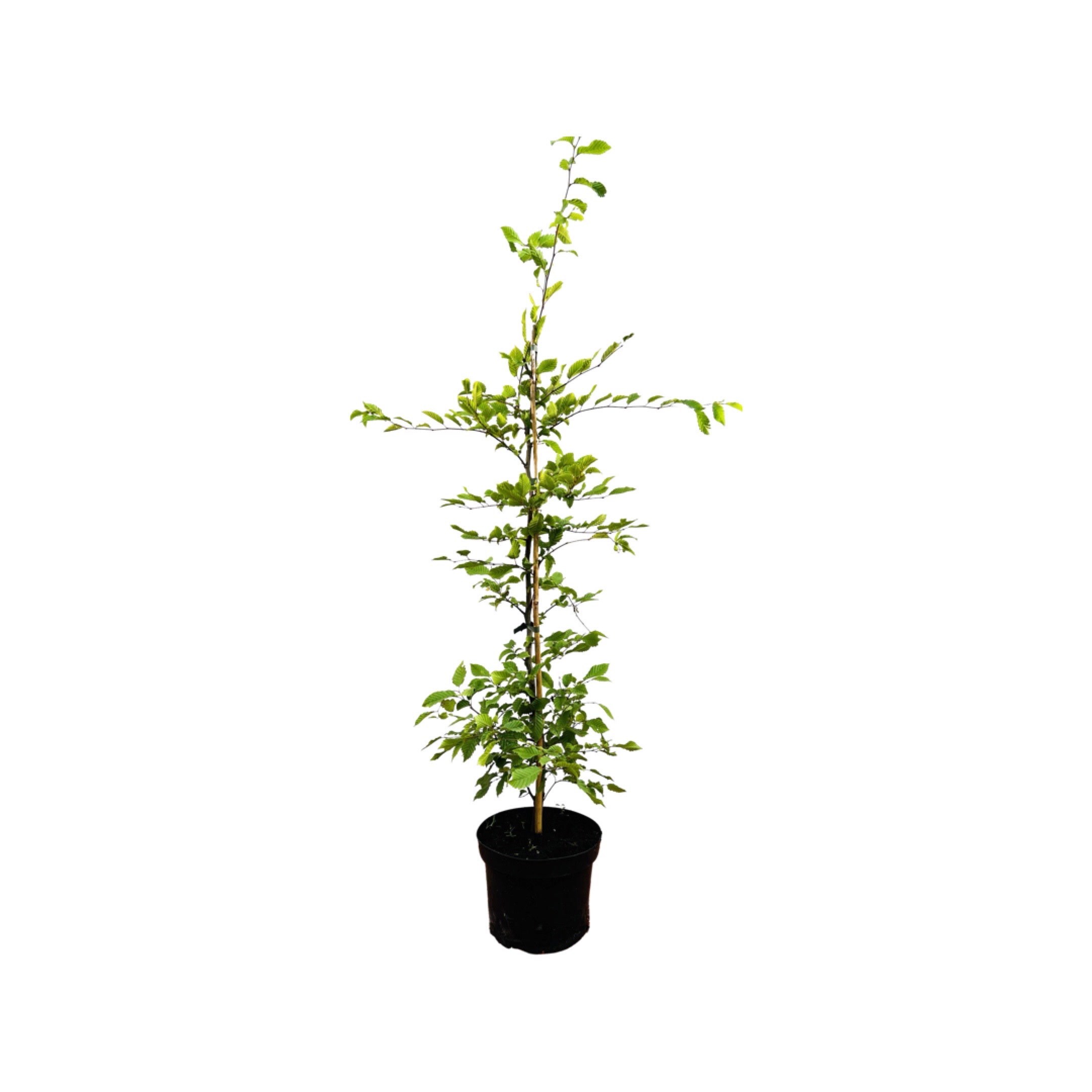 Carpinus betulus, Hainbuche, 60&ndash;100 cm, 3 Liter Topf 