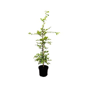 Carpinus betulus, Hainbuche, 60–100 cm, 3 Liter Topf 