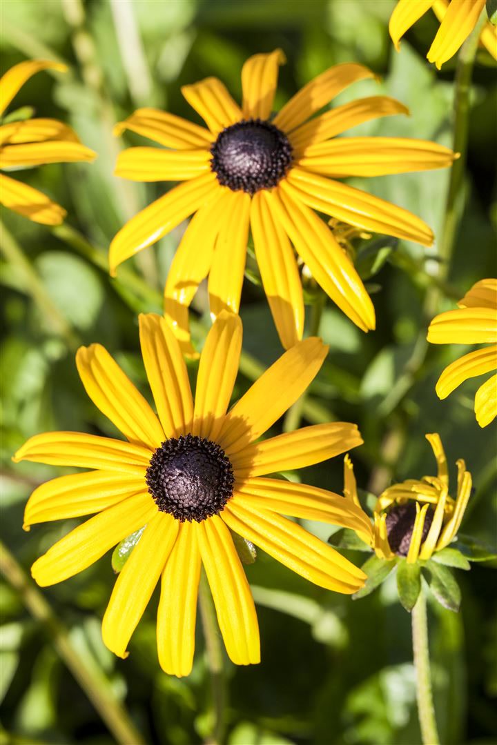 Rudbeckia fulgida 'Goldsturm', Sonnenhut, gelb, ca. 9x9 cm Topf 