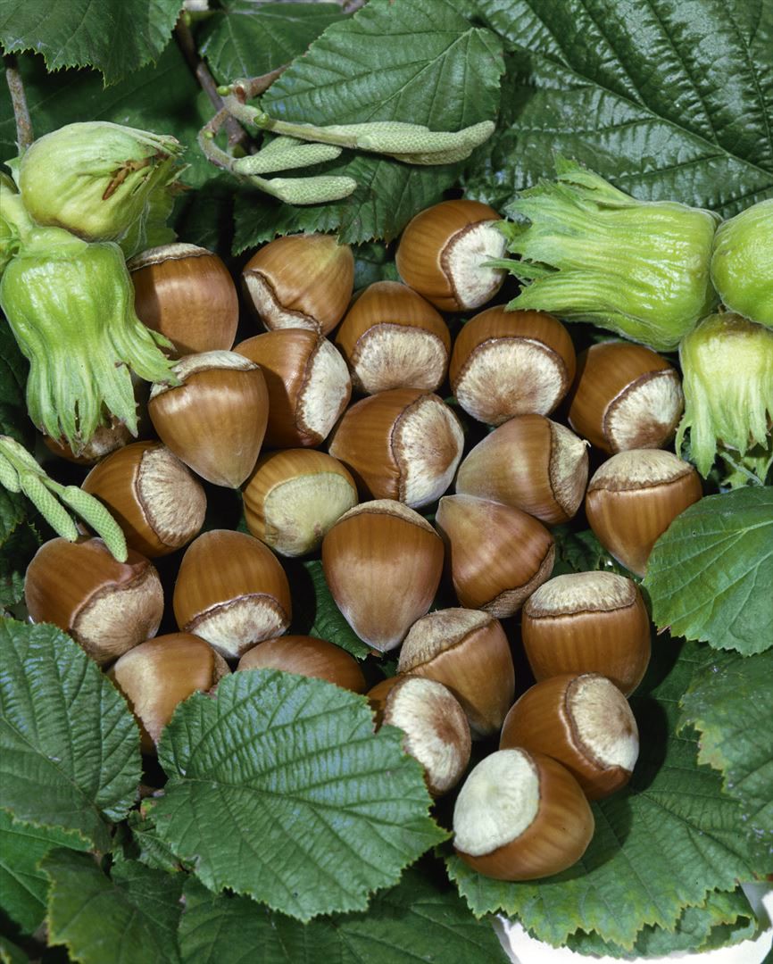 Corylus avellana 'Hallesche Riesennuss', Haselnuss, 60&ndash;100 cm 