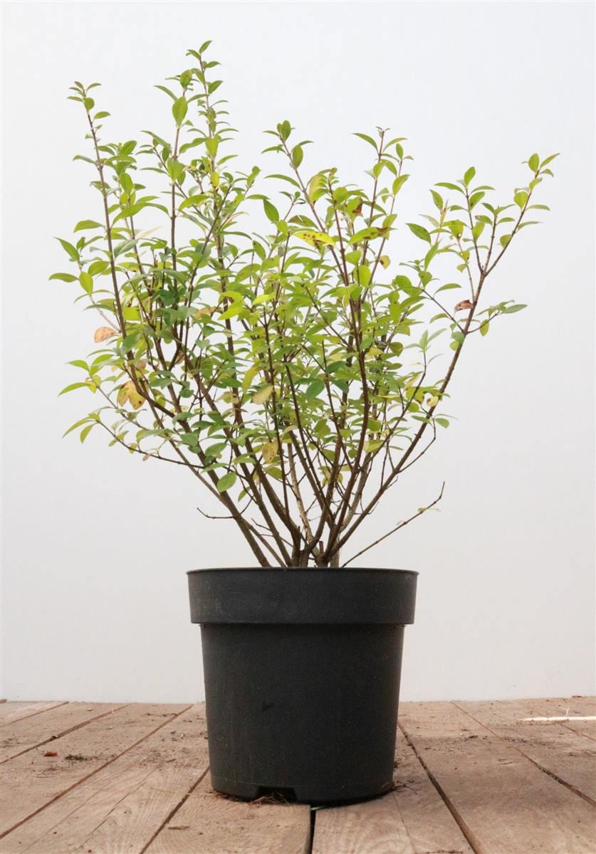 Ligustrum vulgare 'Atrovirens', Gew&ouml;hnlicher Liguster, immergr&uuml;n, 40&ndash;60 cm 