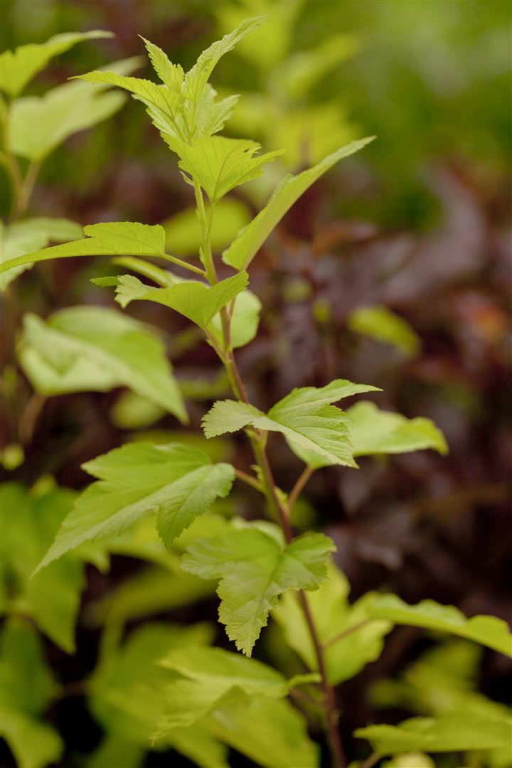 Physocarpus opulifolius 'Angel Gold', Blasenspiere, goldgelb, 40&ndash;60 cm 