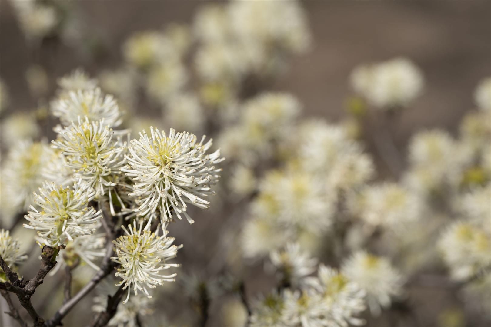 Fothergilla major, Federbuschstrauch, 30&ndash;40 cm 