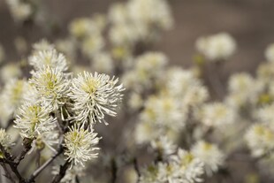 Fothergilla major, Federbuschstrauch, 30–40 cm 