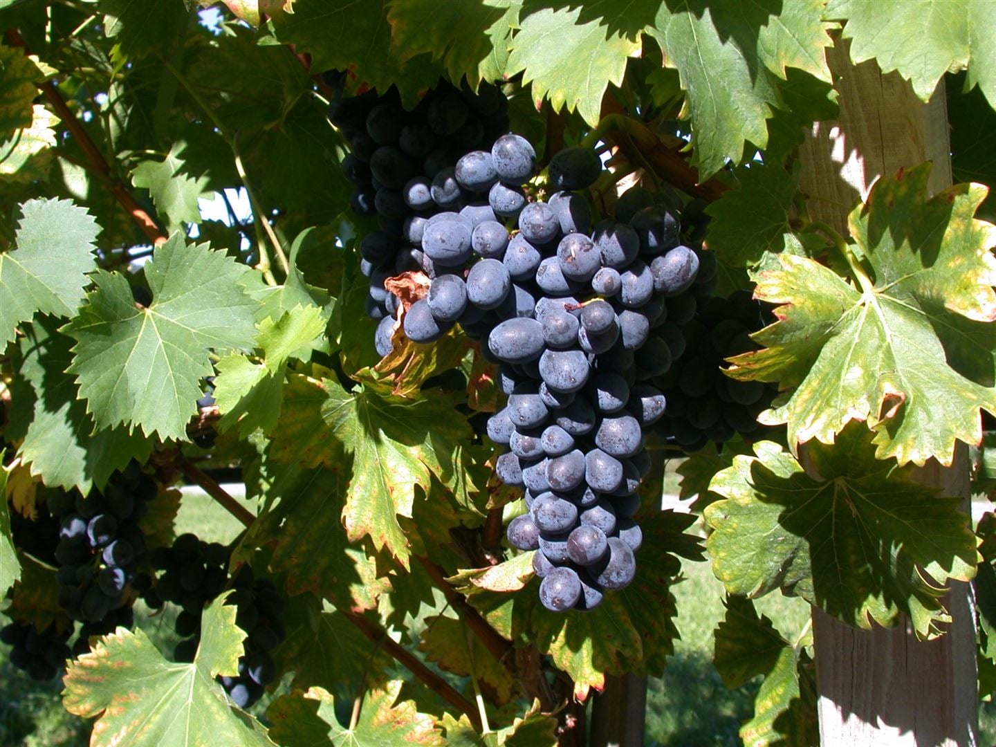 Vitis vinifera 'Attika', Weinrebe, 80&ndash;100 cm 