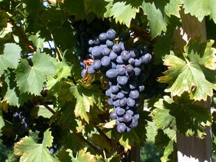 Vitis vinifera 'Attika', Weinrebe, 80–100 cm 
