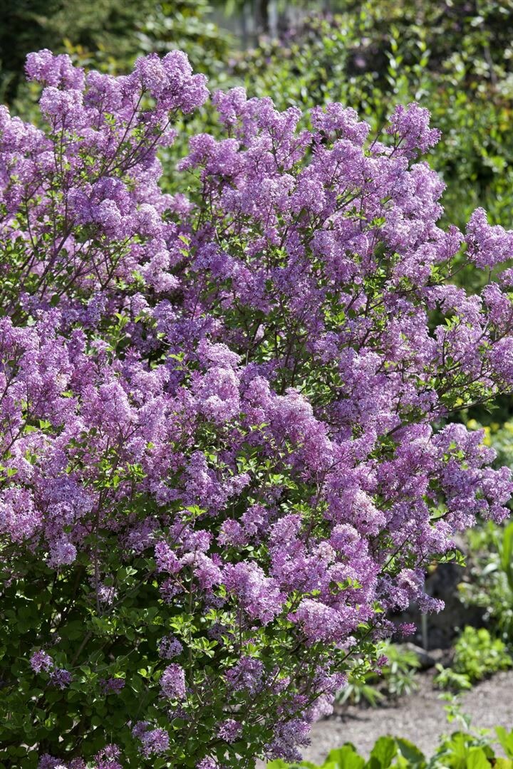 Syringa meyeri 'Lillifee' &reg;, Zwergflieder, lila, 30&ndash;40 cm 
