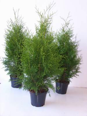 Thuja occidentalis 'Brabant', Lebensbaum, gr&uuml;n, 80&ndash;100 cm 