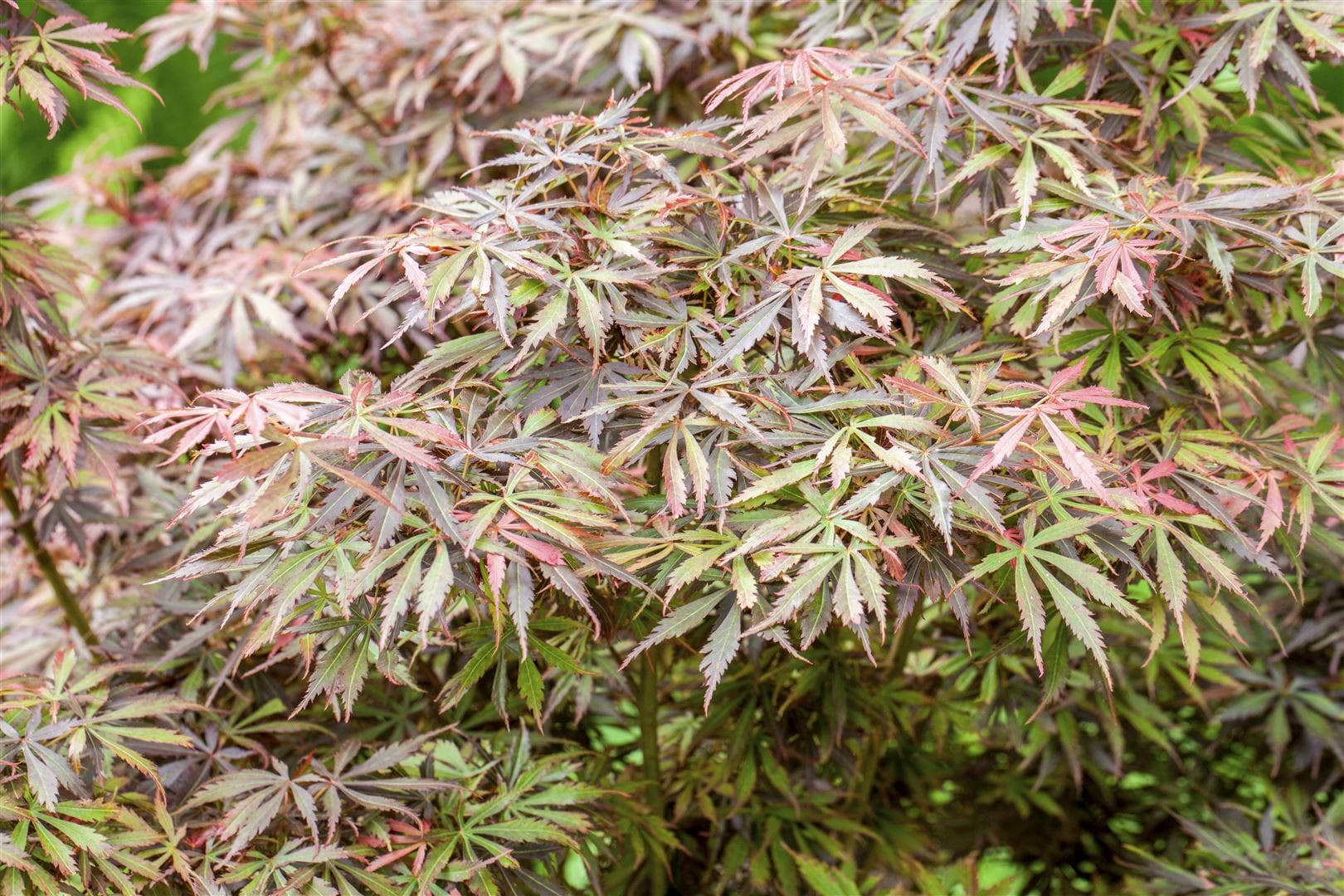 Acer palmatum 'Jerre Schwartz', Japanischer Ahorn, 60&ndash;100 cm 