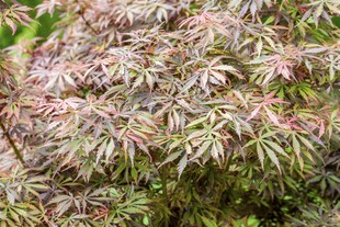 Acer palmatum 'Jerre Schwartz', Japanischer Ahorn, 60–100 cm 