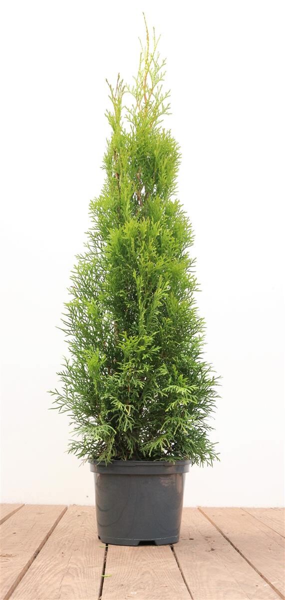 Thuja occidentalis 'Smaragd', Lebensbaum, immergr&uuml;n, 60&ndash;80 cm 