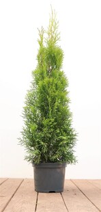 Thuja occidentalis 'Smaragd', Lebensbaum, immergrün, 60–80 cm 