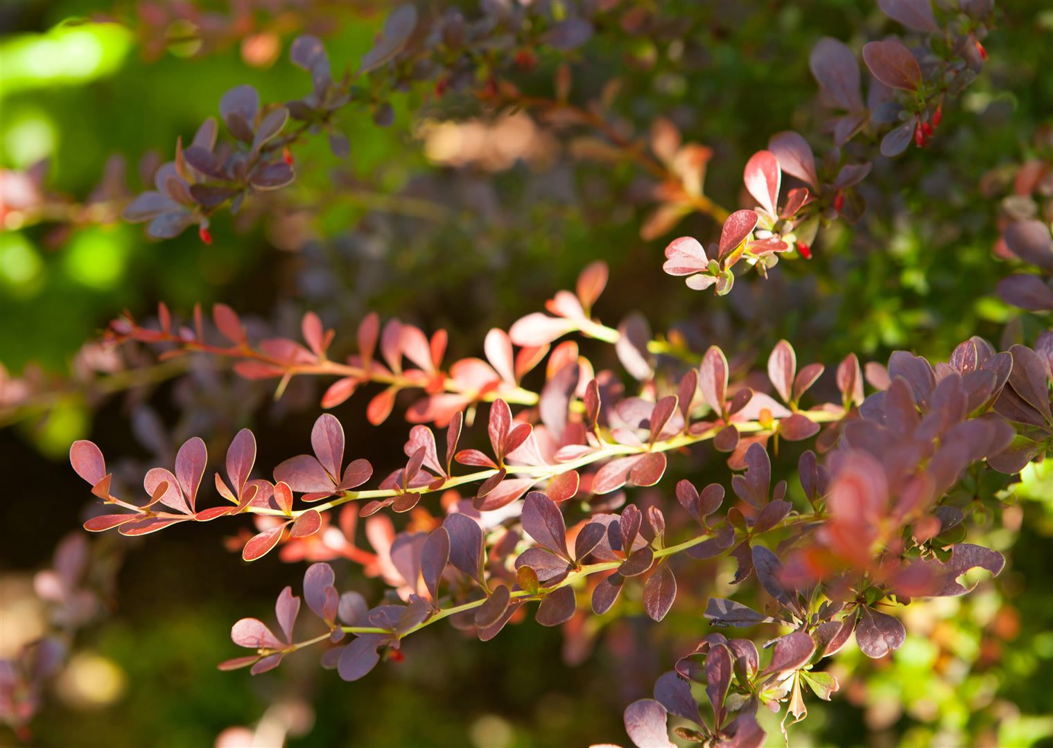 Berberis thunbergii 'Atropurpurea', Blutberberitze, purpurrot, 40&ndash;60 cm 
