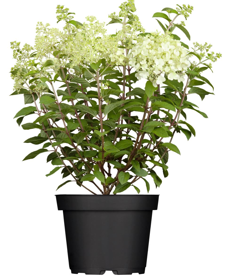 Hydrangea paniculata 'Limelight' -S-, Rispenhortensie, gr&uuml;nlich-wei&szlig;, 40&ndash;60 cm 