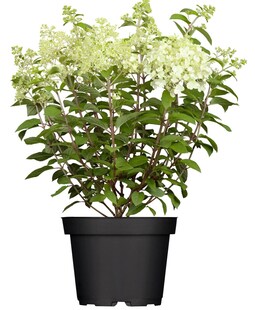 Hydrangea paniculata 'Limelight' -S-, Rispenhortensie, grünlich-weiß, 40–60 cm 