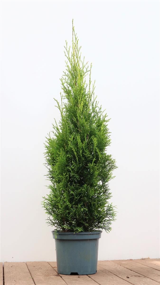 Thuja occidentalis 'Smaragd', Lebensbaum, immergr&uuml;n, 80&ndash;100 cm 