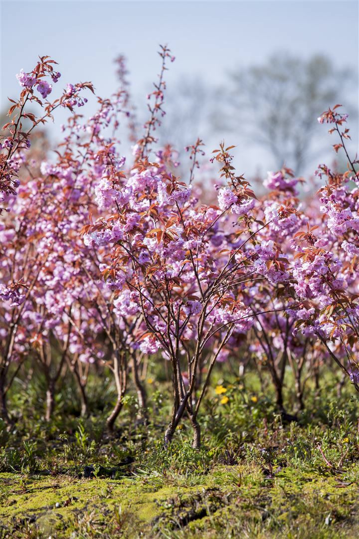Prunus serrulata 'Kanzan', Japanische Bl&uuml;tenkirsche, rosa, 40&ndash;60 cm 