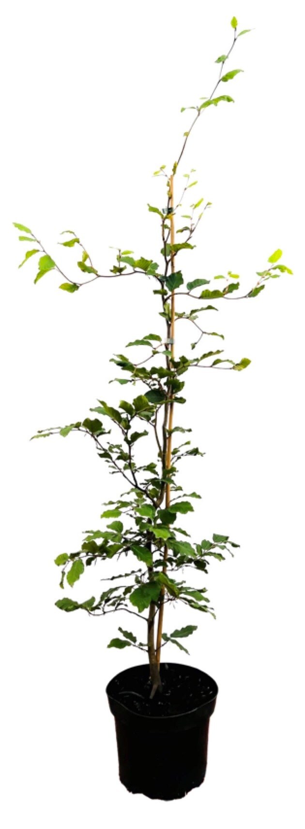 Fagus sylvatica, Rotbuche, 60&ndash;80 cm 