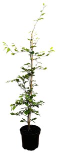 Fagus sylvatica, Rotbuche, 60–80 cm 