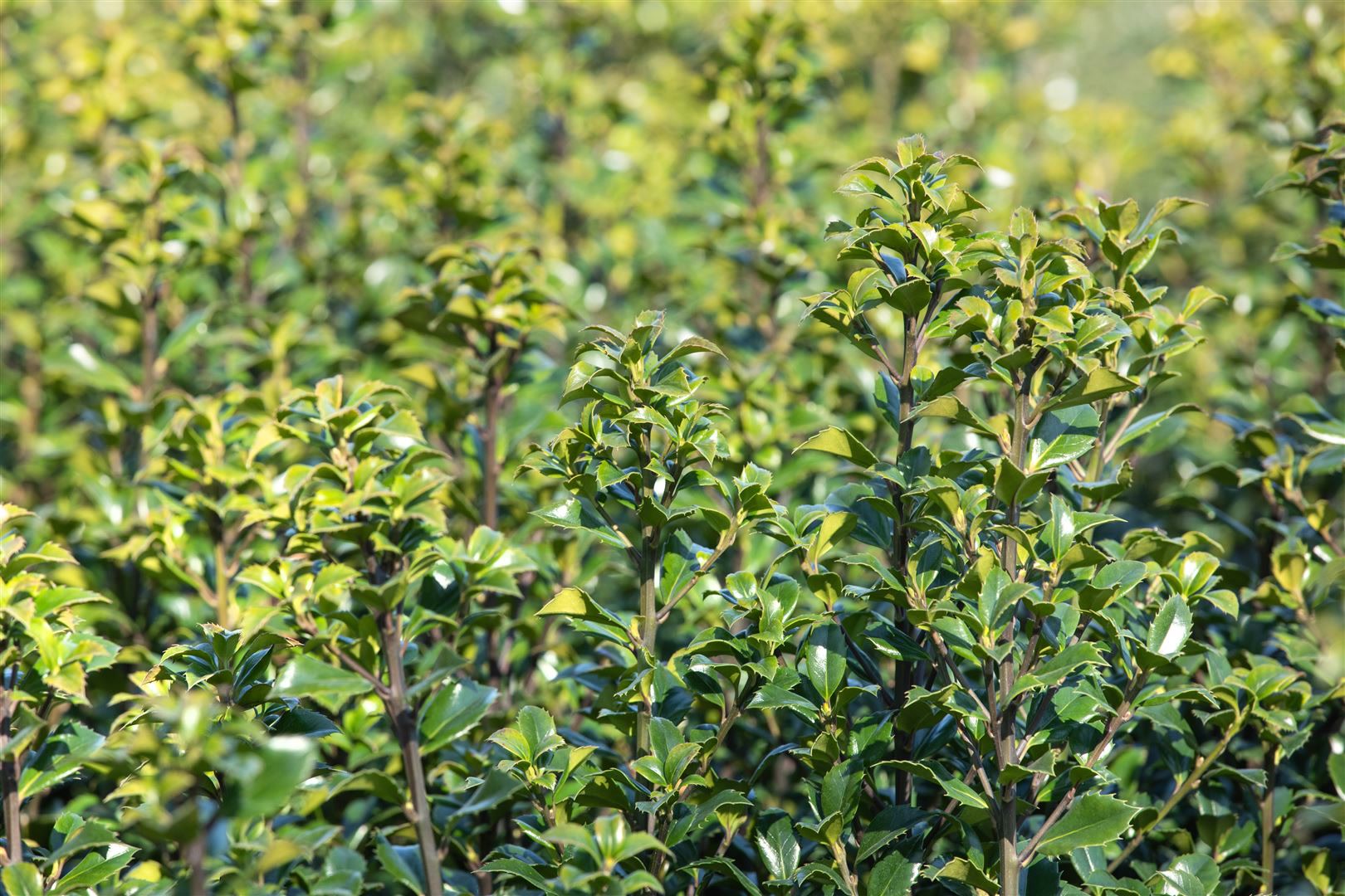Ilex meserveae 'Heckenstar', Stechpalme, immergr&uuml;n, 30&ndash;40 cm 