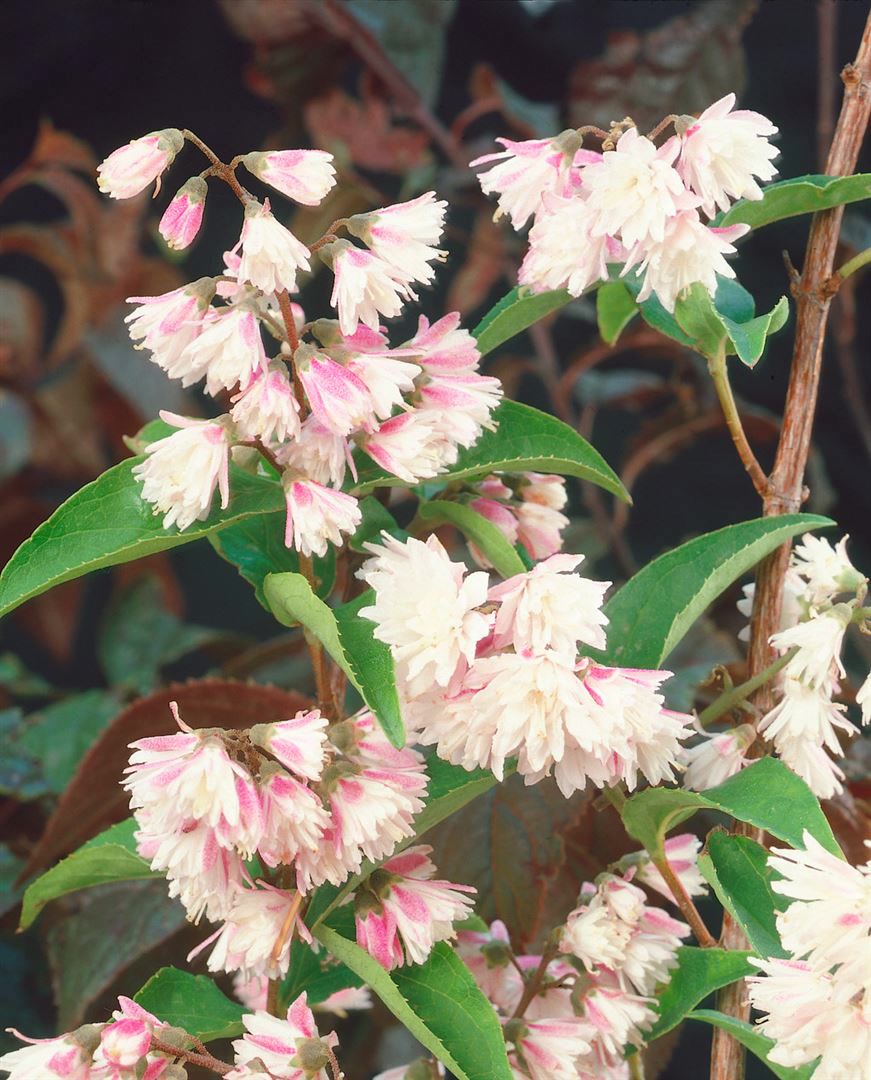 Deutzia scabra 'Codsall Pink', Maiblumenstrauch, rosa, 40&ndash;60 cm 