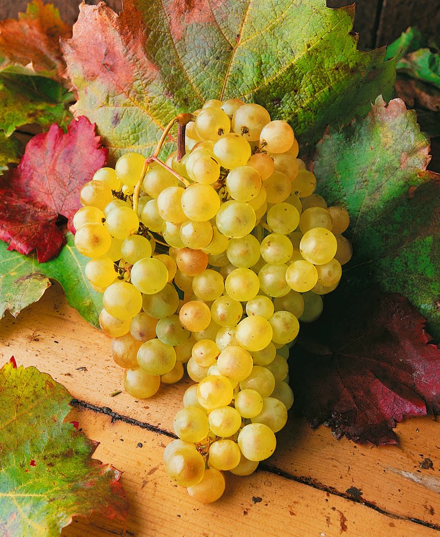 Vitis vinifera, Weinrebe, wei&szlig;, 40&ndash;60 cm 