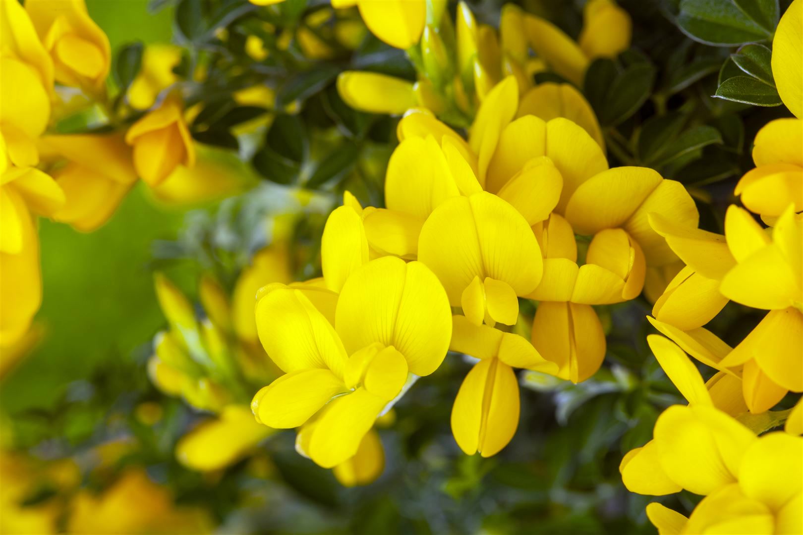 Genista tinctoria 'Royal Gold', F&auml;rber-Ginster, goldgelb, 40&ndash;60 cm 