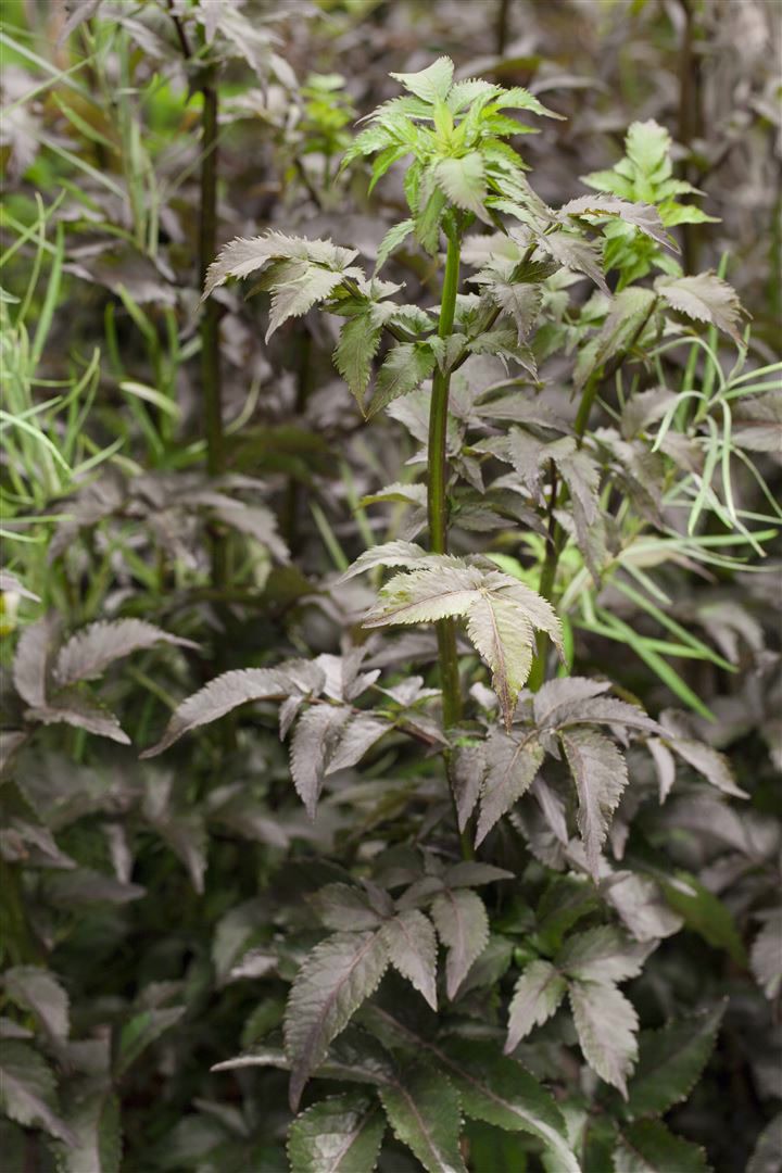 Sambucus nigra 'Black Tower', Schwarzer Holunder, dunkelviolett, 40&ndash;60 cm 