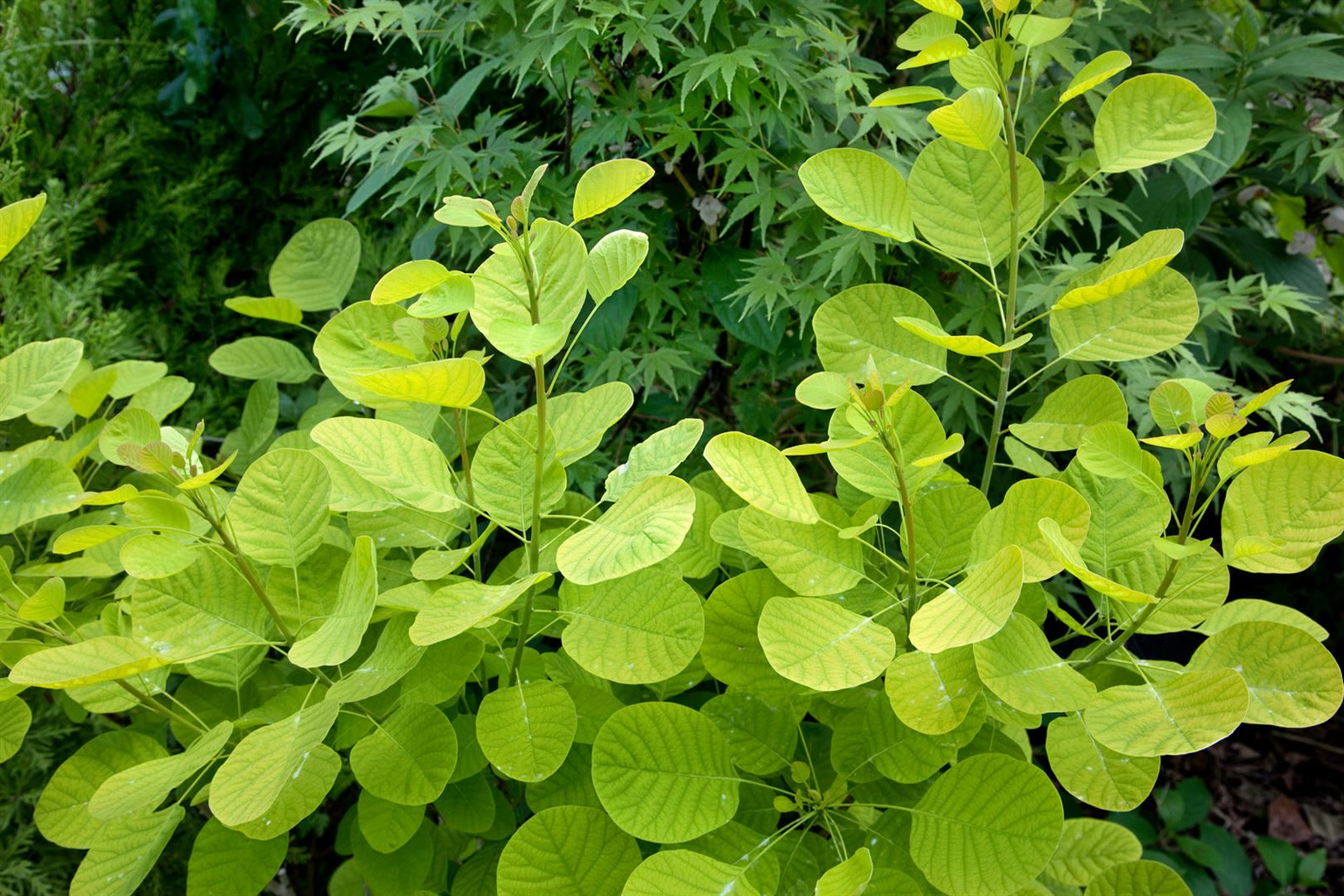 Cotinus coggygria 'Golden Lady', Per&uuml;ckenstrauch, goldgelb, 40&ndash;60 cm 