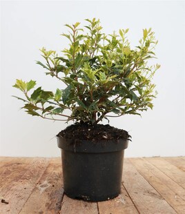 Osmanthus heterophyllus 'Tricolor', buntes Laub, 30–40 cm 