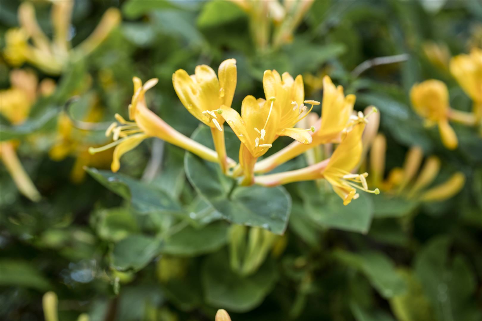 Lonicera heckrottii, Gei&szlig;blatt, duftend, 60&ndash;100 cm 