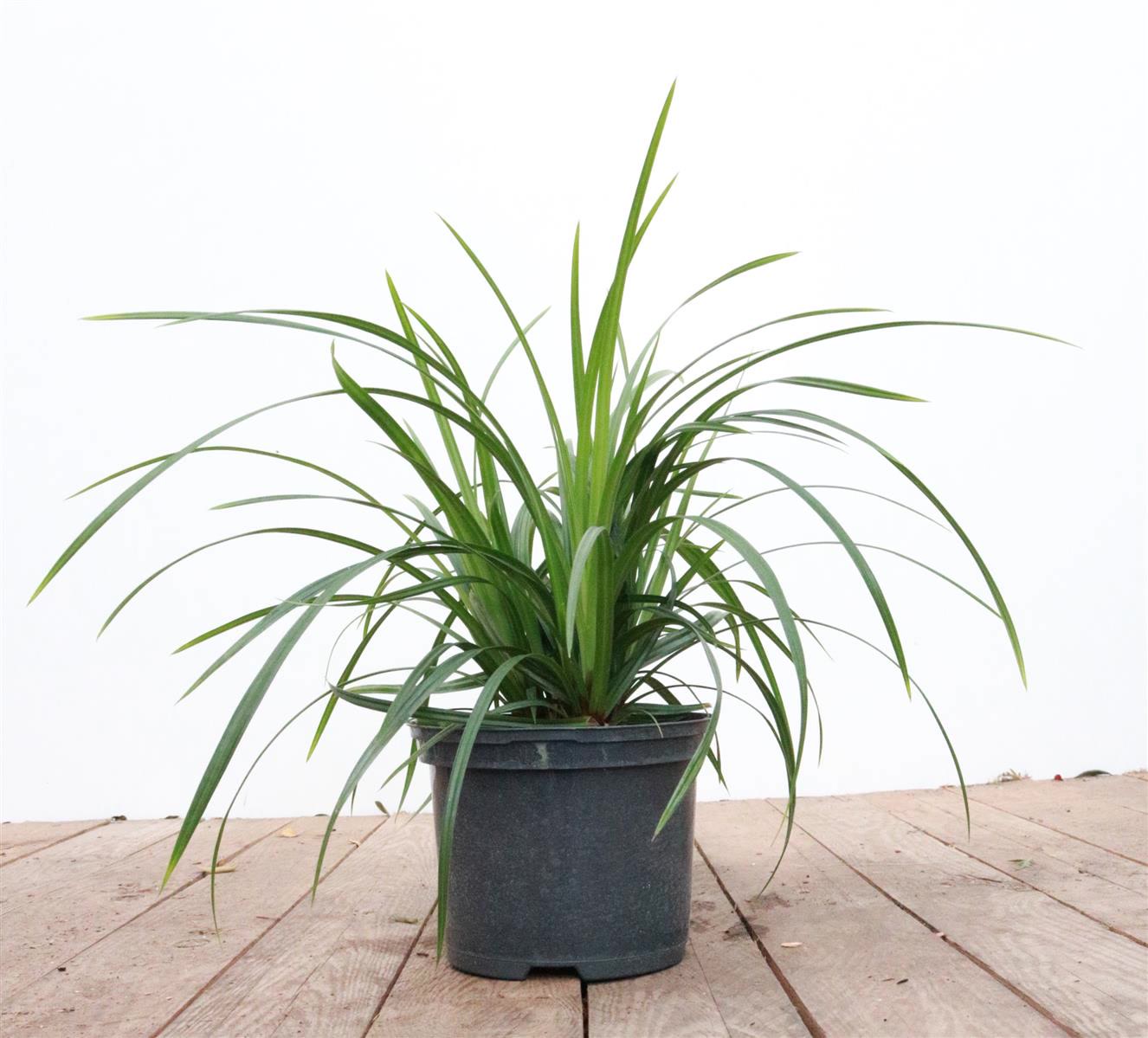 Carex morrowii ssp. foliosiss. 'Irish Green', ca. 9x9 cm Topf 