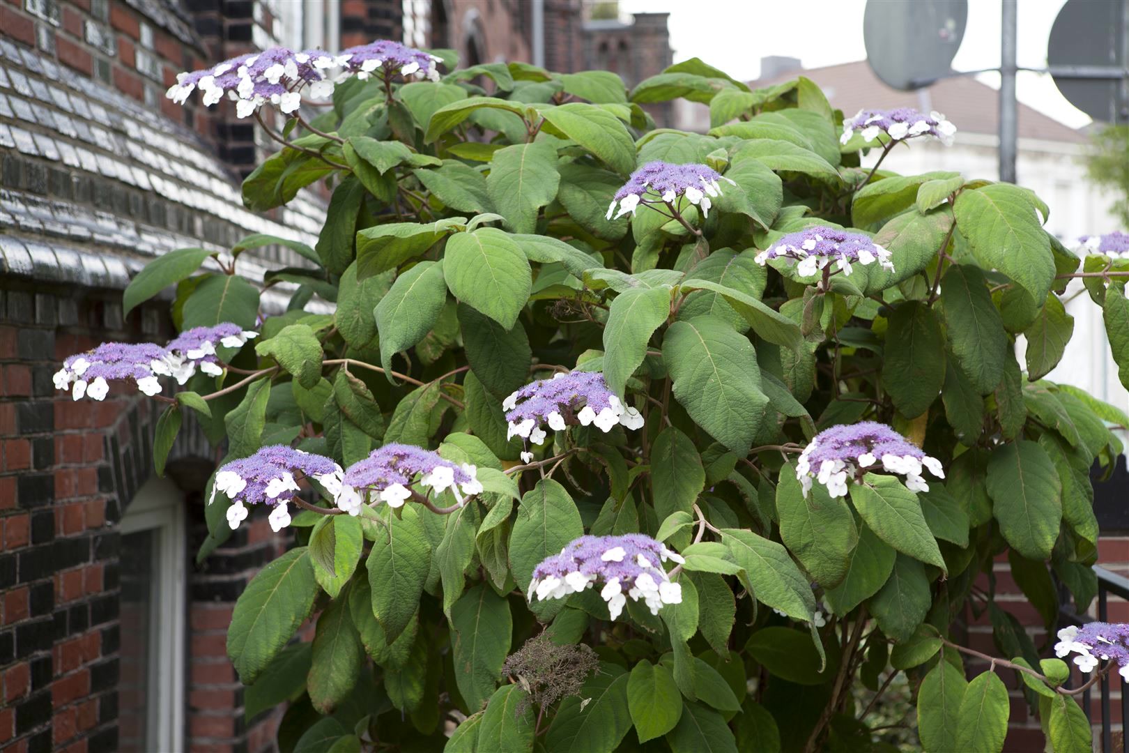 Hydrangea aspera 'Macrophylla', Samthortensie, 40&ndash;60 cm, gro&szlig;e Bl&auml;tter 