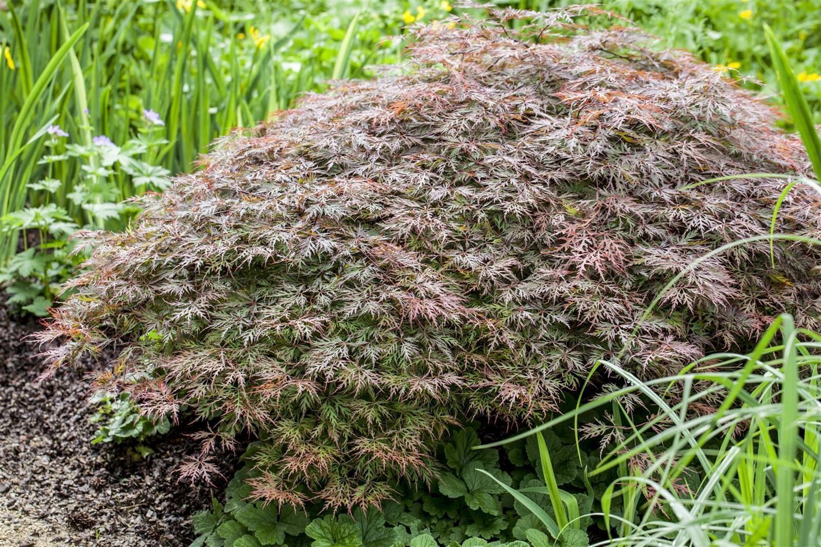 Acer palmatum 'Dissectum Garnet', Japanischer Ahorn, rotlaubig, 30&ndash;40 cm 