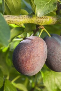 Prunus domestica 'Graf Althans', Pflaume, 150–200 cm, CAC 