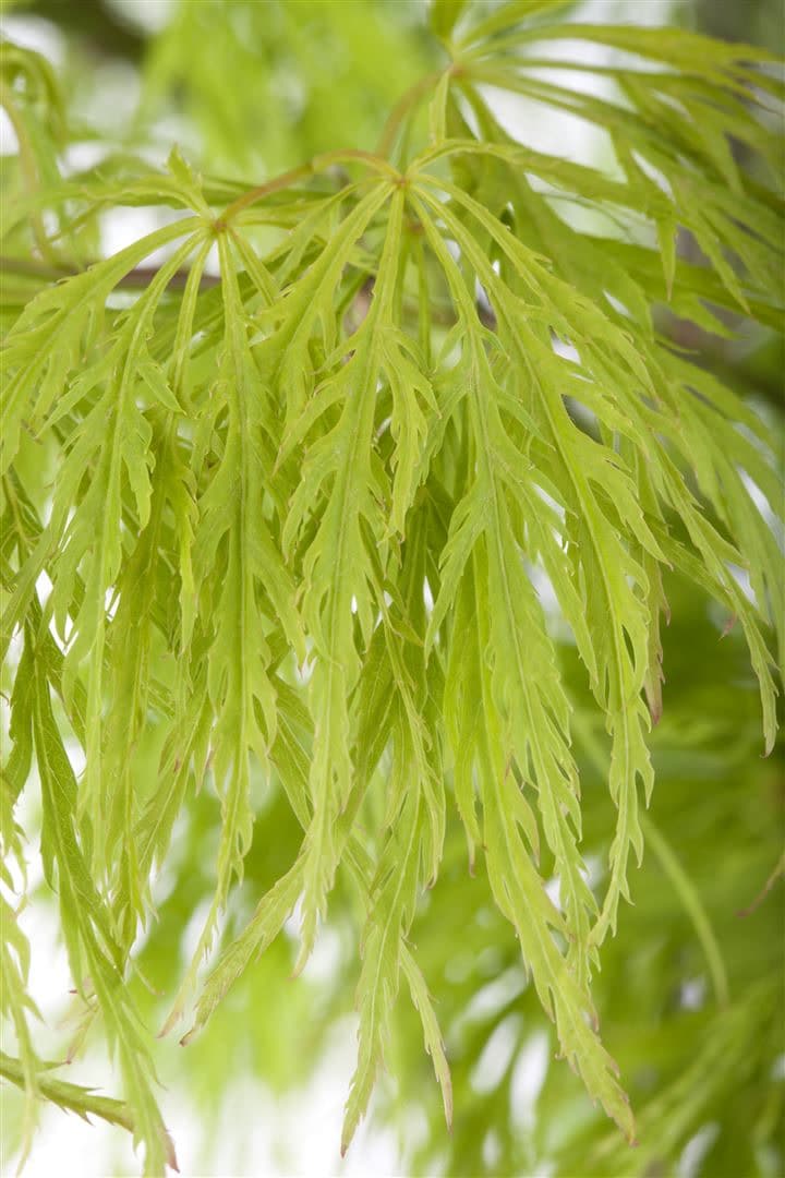 Acer palmatum 'Dissectum', Japanischer Ahorn, filigran, 30&ndash;40 cm 