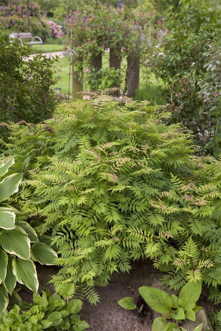 Sorbaria sorbifolia 'Sem', Fiederspiere, buntes Laub, 30&ndash;40 cm 