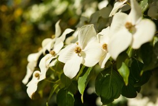 Cornus kousa chinensis, Chinesischer Blumen-Hartriegel, 60–80 cm 