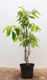 Calycanthus floridus, Gewürzstrauch, aromatisch, 40–60 cm 