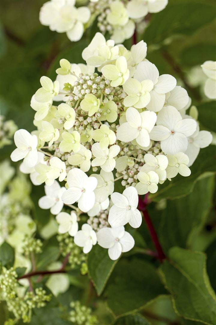 Hydrangea paniculata 'Vanille-Fraise', Rispenhortensie, zweifarbig, 60&ndash;100 cm 