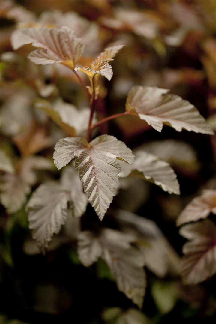 Physocarpus opulifolius 'Lady in Red', Blasenspiere, rotlaubig, 40&ndash;60 cm 