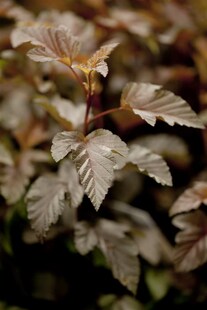 Physocarpus opulifolius 'Lady in Red', Blasenspiere, rotlaubig, 40–60 cm 