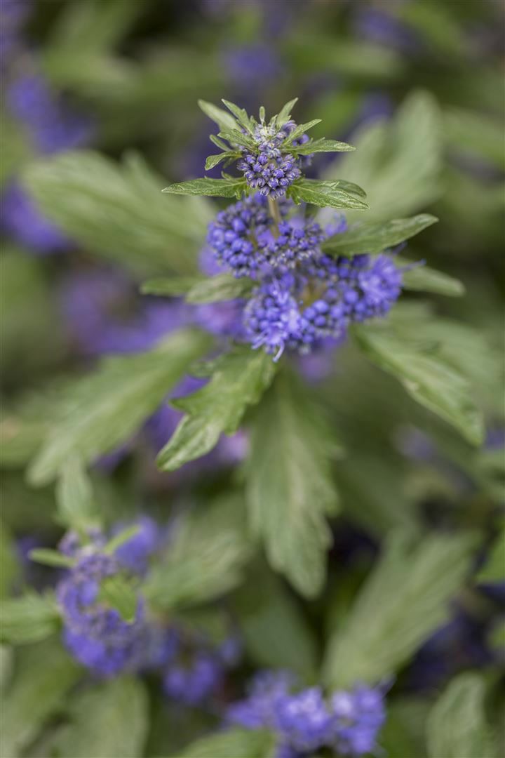 Caryopteris clandonensis 'Blauer Spatz', Bartblume, blau, 40&ndash;60 cm 